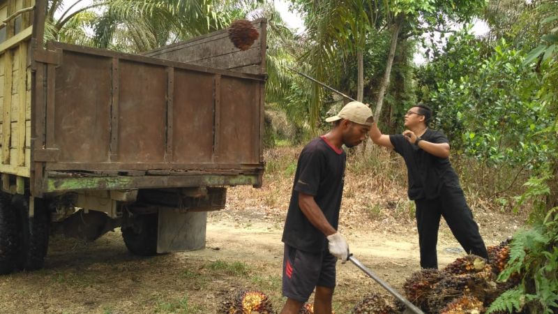 Harga Sawit Ngerem Sedikit, Dibanderol Rp 2.730 Per Kilogram