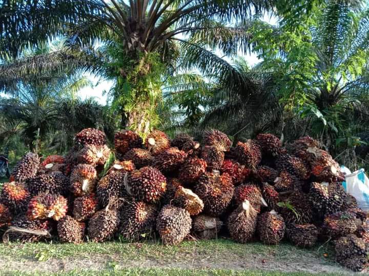 Harga Resmi TBS Belum Dirasakan Petani Swadaya