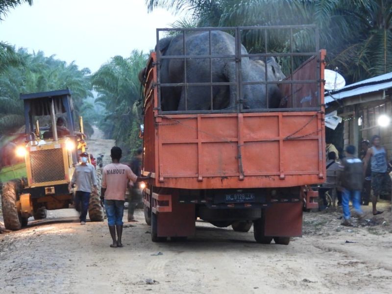 Rusak Kebun Warga, 2 Gajah Sumatera Dievakuasi ke TNTN