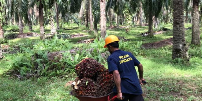 Banyak Beleid Dikeluarkan Demi Industri Sawit Berkelanjutan