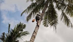 Tiba-tiba Lemas, Kakek ini Meluncur dari Kelapa Setinggi 15 Meter