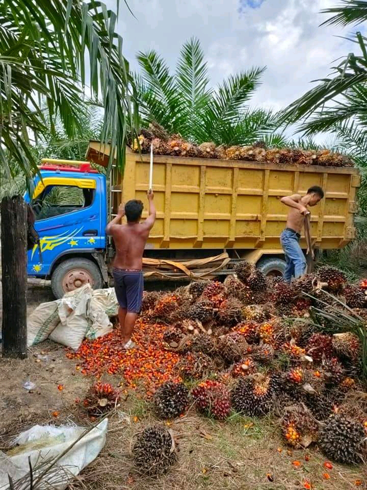 Bahagianya Petani, Harga TBS Naik Dua Hari Sekali
