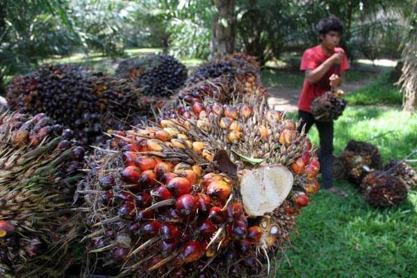 Hilirisasi Tingkatkan Produk Kelapa Sawit