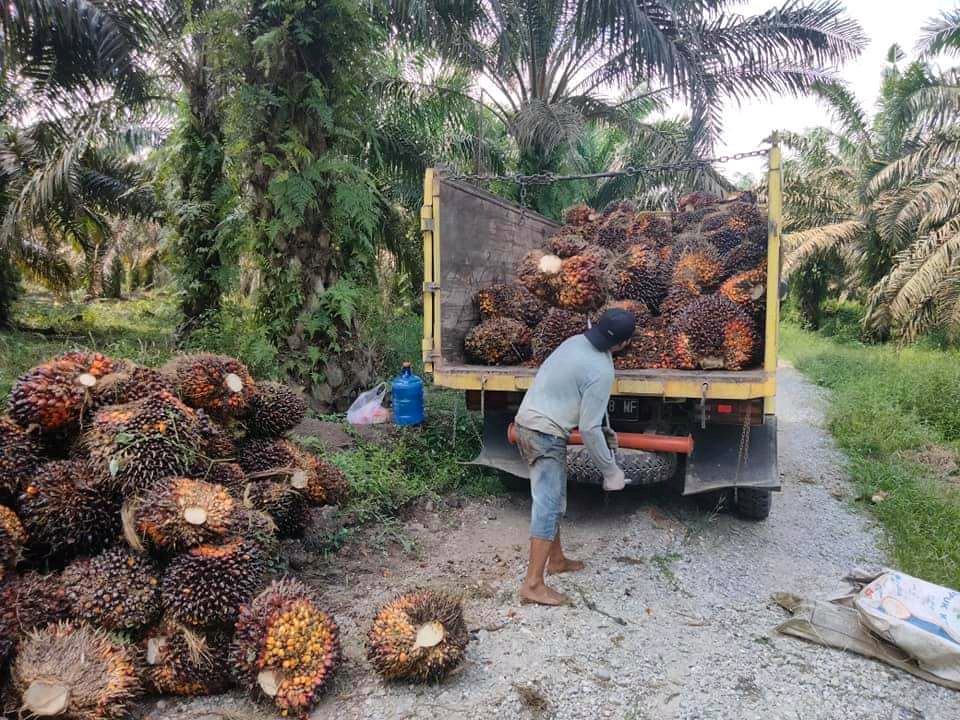 Pengusaha Berharap Tren Positif Industri Sawit Berlanjut