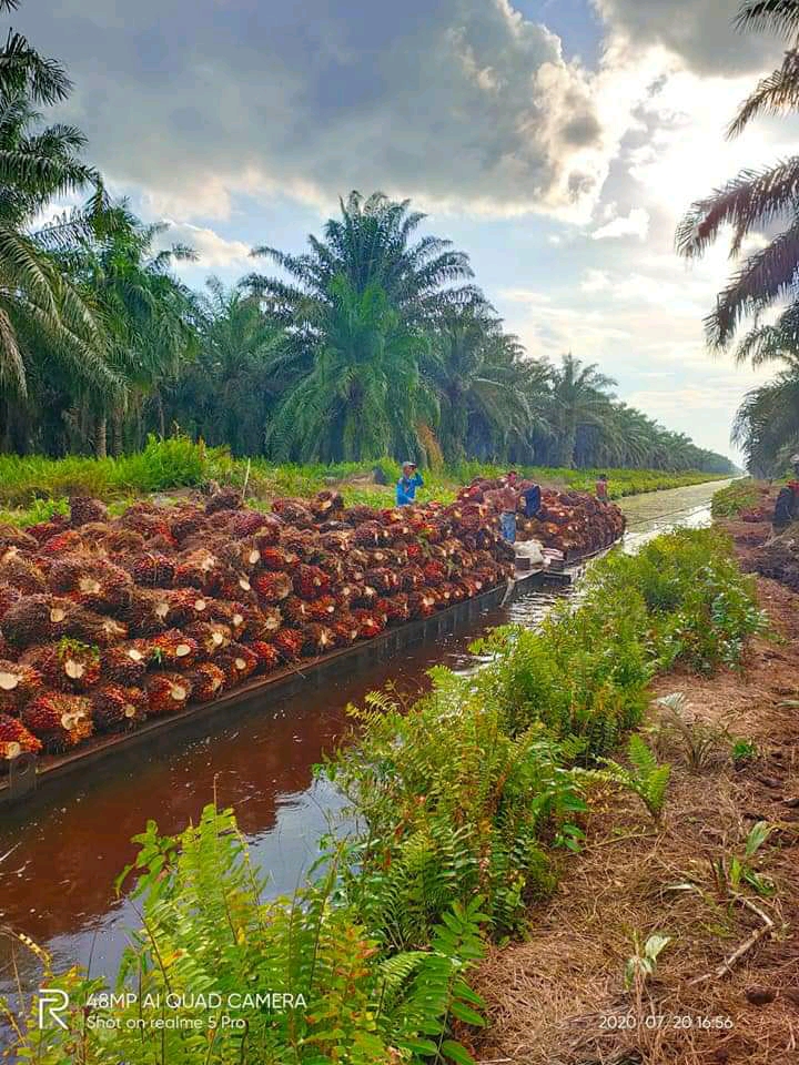 Stabilitas Pasokan dan Harga CPO Tak Terganggu Isu Moratorium