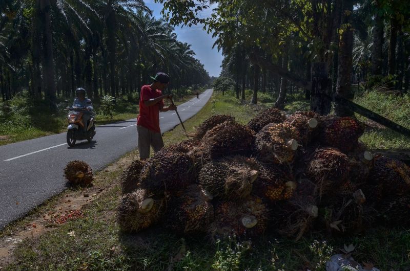 Turun Sedikit, Ini Harga Sawit di Riau per Kilogram