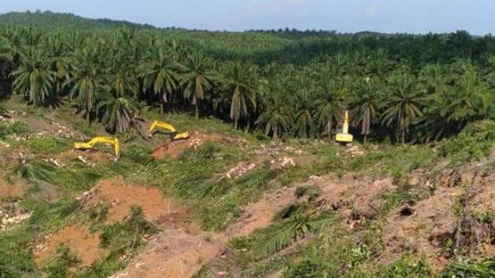 Sulit Kejar Target, Baru 500 Ha Sawit Riau Direplanting