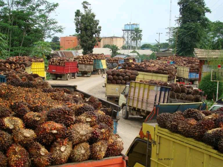 Pasang Harga Lebih Tinggi, TBS Diboyong ke Tetangga