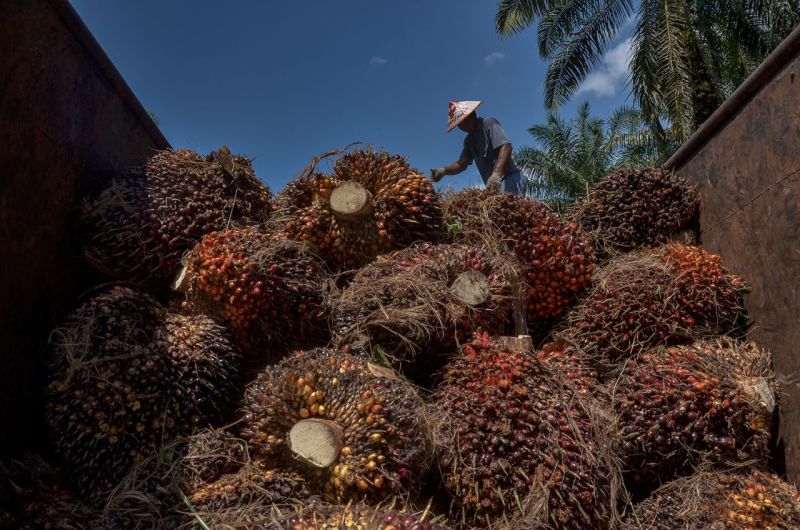 Indonesia dan Malaysia Kompak Lawan Kampanye Hitam Sawit