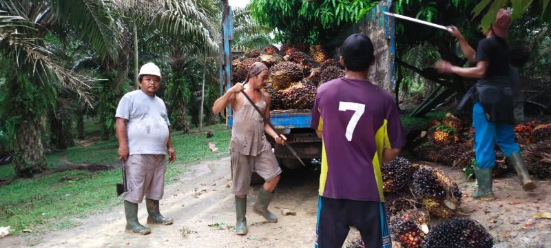 Pasokan Berkurang, Harga Sawit Melambung