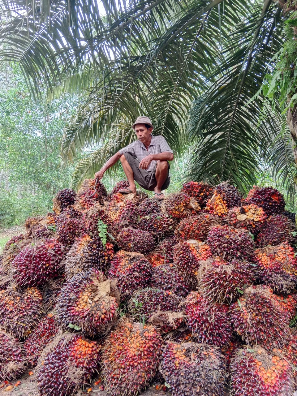 Strategi Pengelolaan Lingkungan Hidup Perkebunan Kelapa Sawit Riau