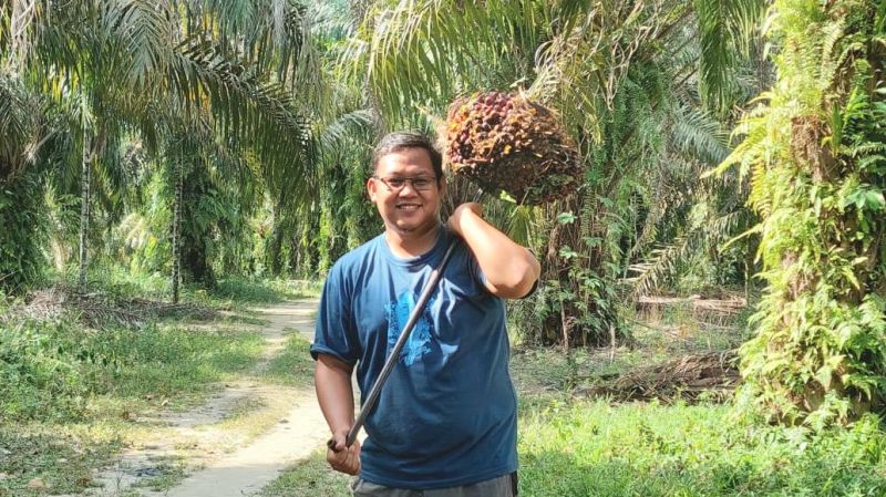 Harga Sawit Riau Masih Juara 2 Termahal di Indonesia