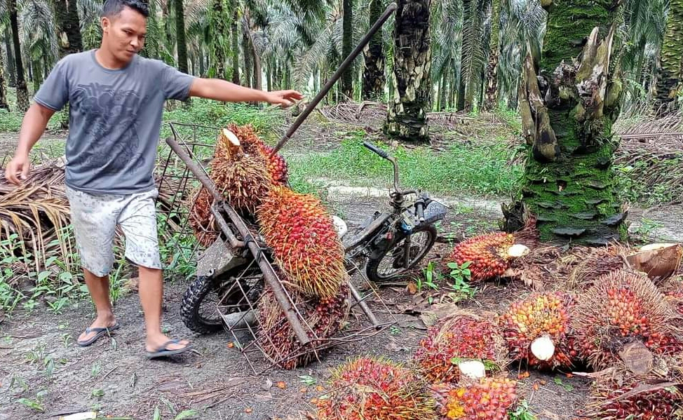 Harga TBS di Kalbar Naik Signifikan, Simak Daftarnya