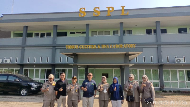 Socfindo Targetkan Ekspor Empat Juta Kecambah