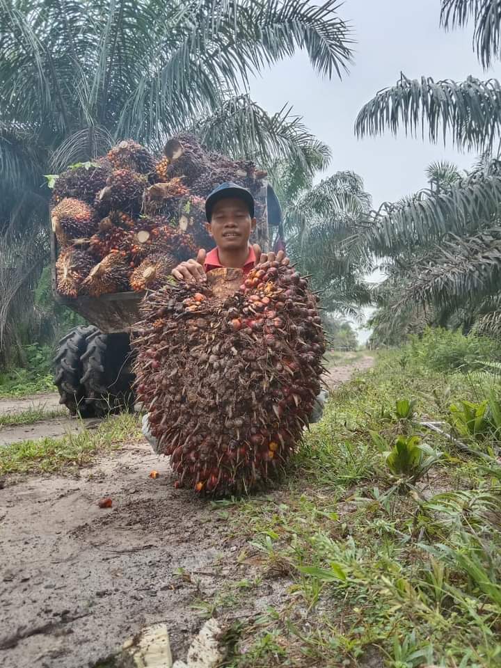 Harga TBS Petani Swadaya di 15 Sentra Sawit Naik, ini Pemicunya