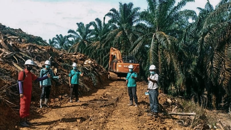 Dulu Sawitnya Ditebang, Menyesal Setelah Harga TBS Naik