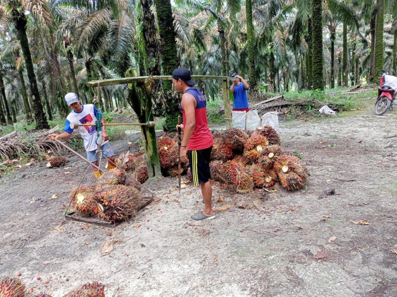 Harga Resmi TBS Kaltim Naik Tipis