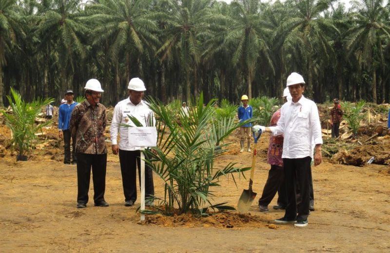 Petani Minta Peremajaan Sawit Seluas 18.571,2 Hektar di Sumsel