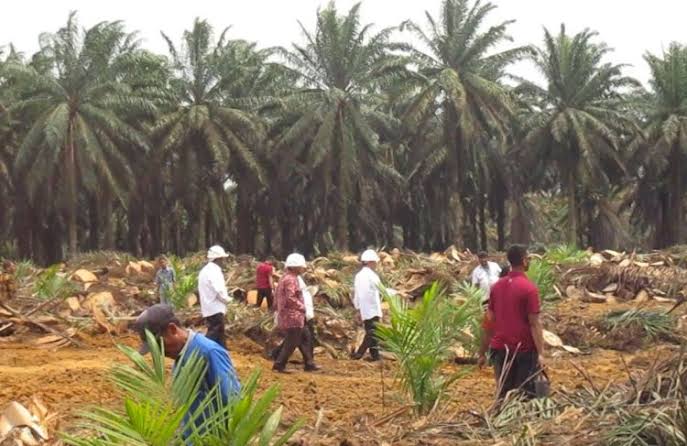Peremajaan Sawit di Sumbar Habiskan Rp194 Miliar