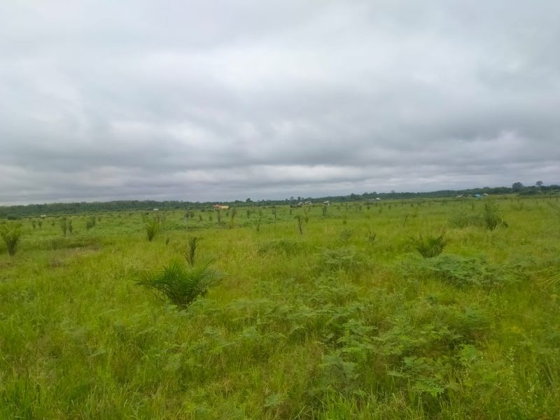 Langganan Gagal Panen, Lahan Holtikultura Dijadikan Kebun Sawit