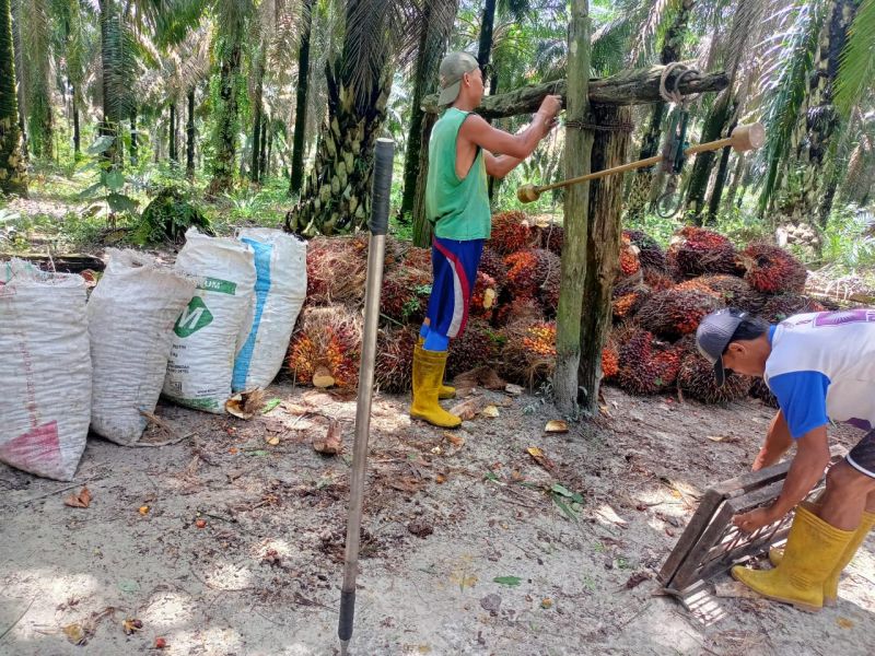 Harga TBS di Dua Provinsi ini Mendadak Melorot