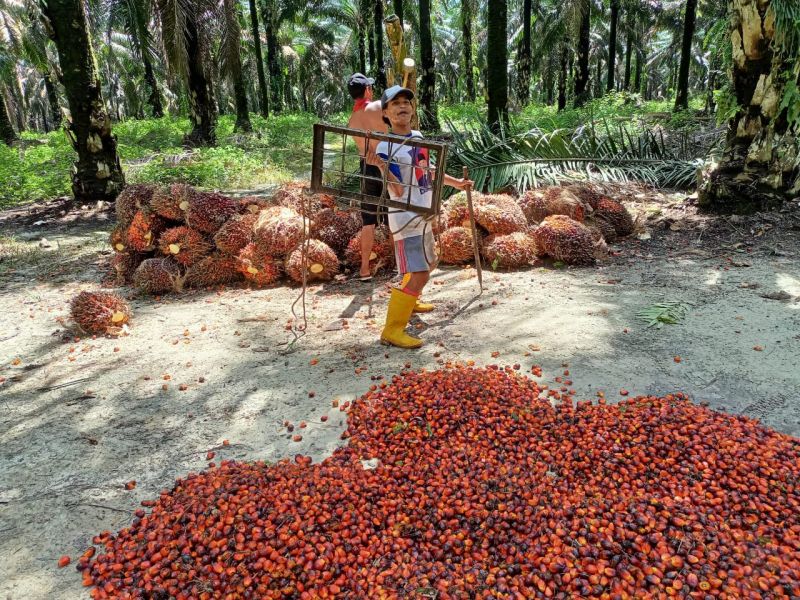 Harga TBS Sumut Melejit Kalahkan Riau