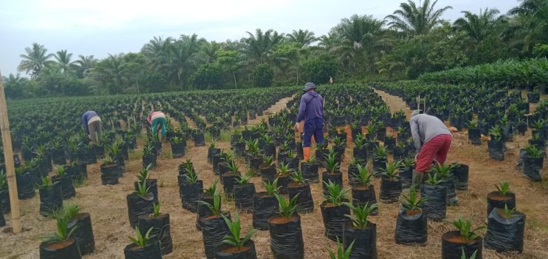 Demi PSR, Keroyokan Mendirikan Penangkaran Sawit