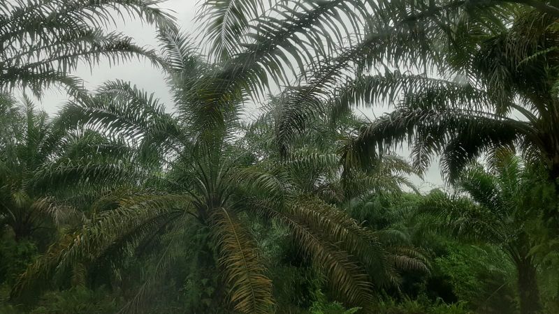 Harga Sawit Tinggi, Tapi Kebutuhan Petani Makin Naik