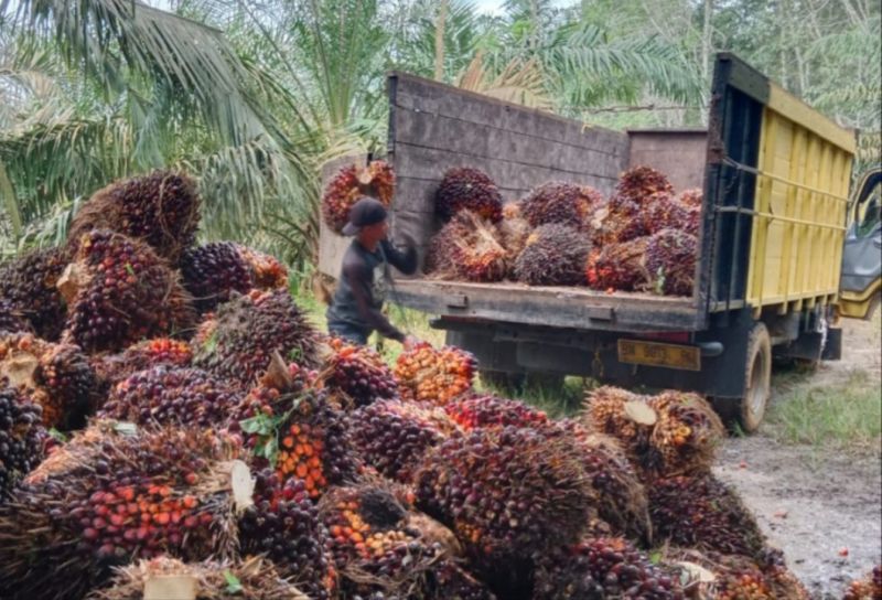 Kabar Gembira, Harga Sawit di Kaltim Naik