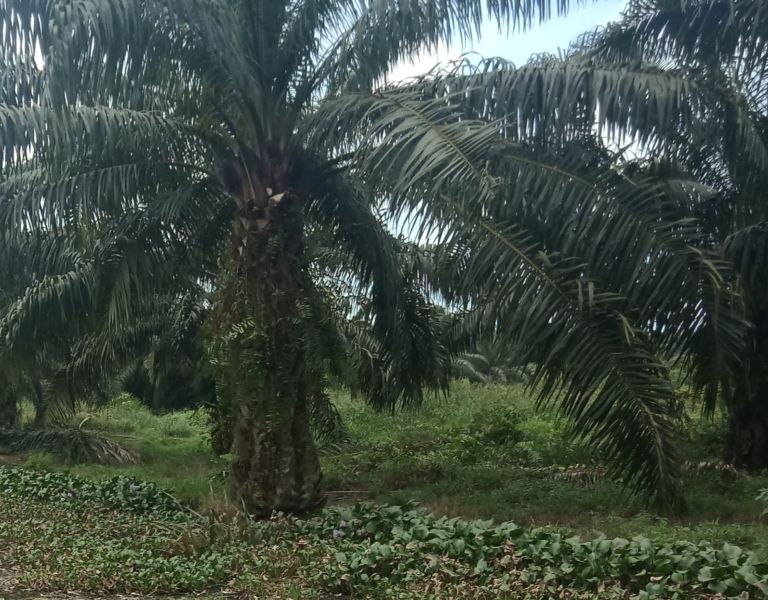 DPR Minta BPDPKS Perhatikan Kehidupan Pekebun Saat Ikut PSR