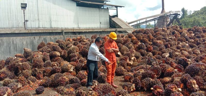 Pengumuman Harga Resmi TBS Aceh Dipercepat, Simak Daftar Lengkapnya
