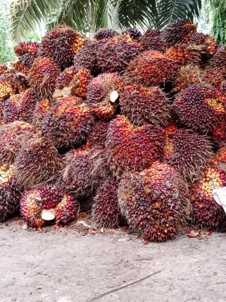 Jelang Lebaran, Pabrik Sawit Dinilai Licik-Harga TBS Turun Drastis