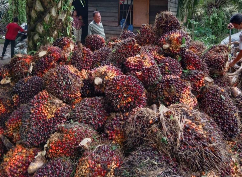 Meski Tak Banyak, Tapi Harga Sawit di Sumsel Naik Loh!