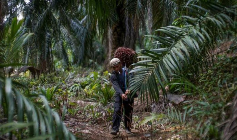 Pak Presiden! Petani Sawit Sumsel Sudah Berdarah-darah, Loo...
