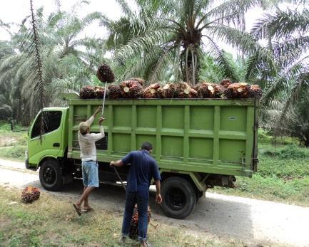 Harga Resmi TBS di Daerah Ini Seperti yang Dulu