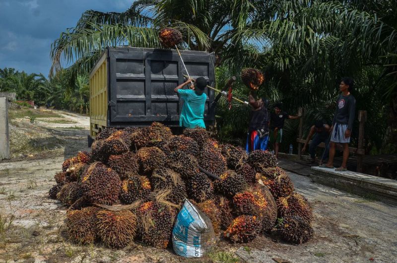 Begini Penjelasan Disbun Riau Soal Harga TBS Sawit yang Ditetapkan Merosot