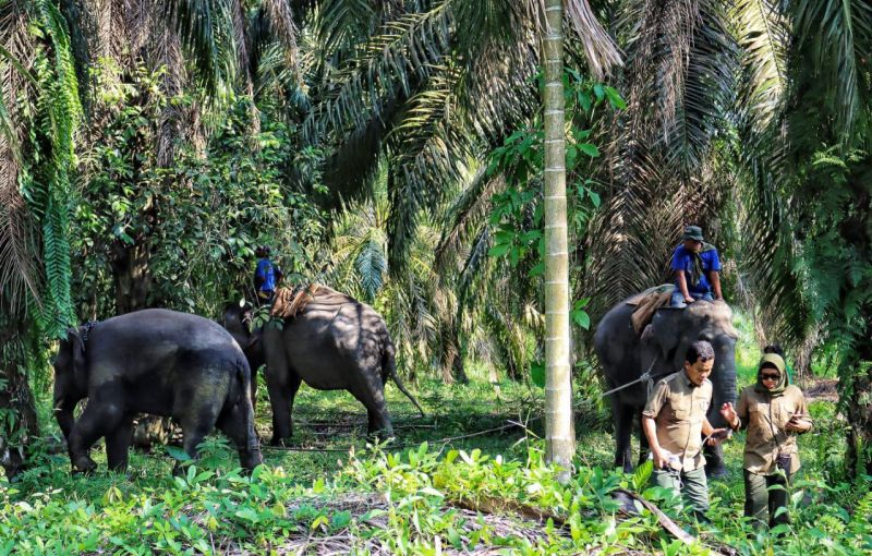 Dua Gajah yang Kerap Masuk Perkebunan Sawit Warga Dipindahkan dari Riau