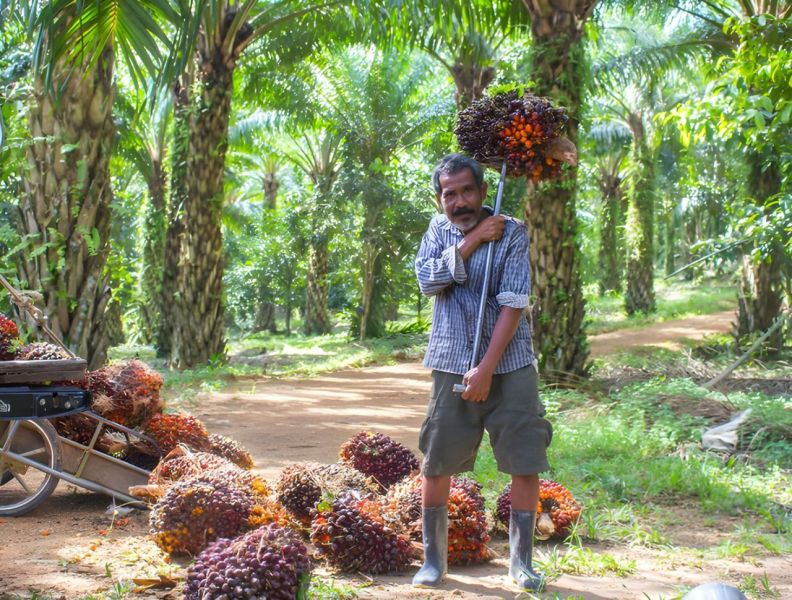 Kehidupan Petani Sawit di Bengkulu Makin Sulit