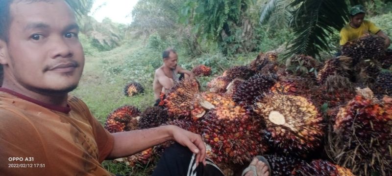Bikin Sesak Petani, Harga Sawit Riau Turun Lagi