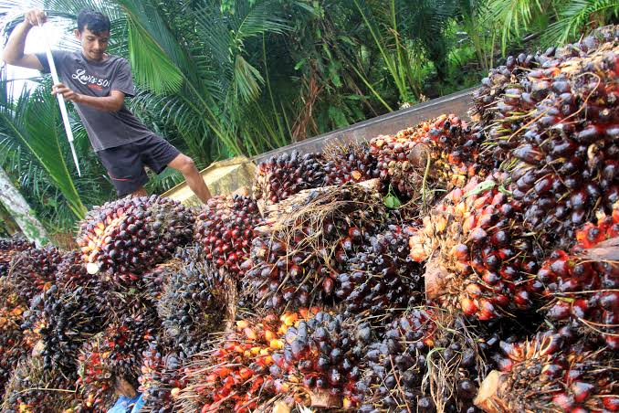 Harga Sawit Masih Loyo, Petani Harus Sabar