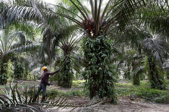 Krisis Pekerja, Perusahaan Sawit Malaysia Tolak Pesanan