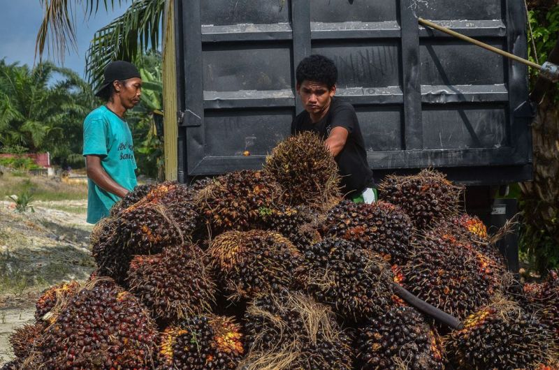 Ada Kabar Baik Nih, Harga Sawit di Riau Naik, Segini per Kilonya...
