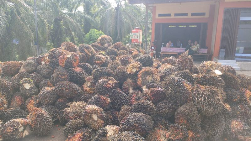 Harga TBS Makin Hancur, Kebutuhan Petani Makin Melejit