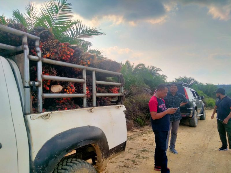 Sadis! TBS Petani Cuma Dihargai 300/Kg