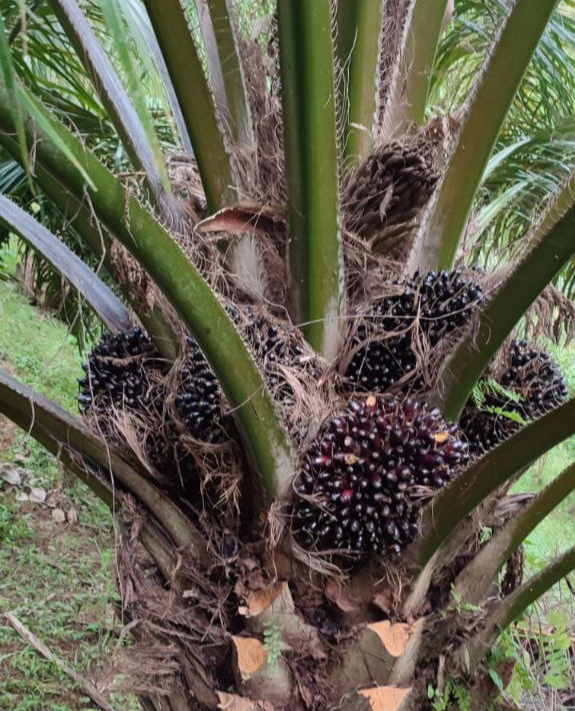 Di Seluma, Yang Terus Dapat Cuan Hanya Tukang Panen