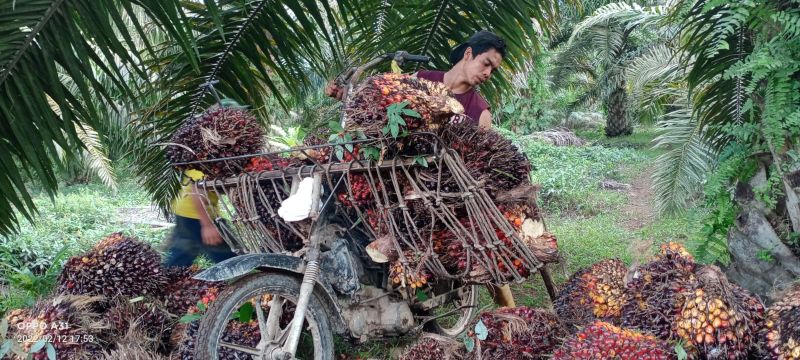 Harga Resmi TBS di Timur dan Barat Aceh Turun Lagi