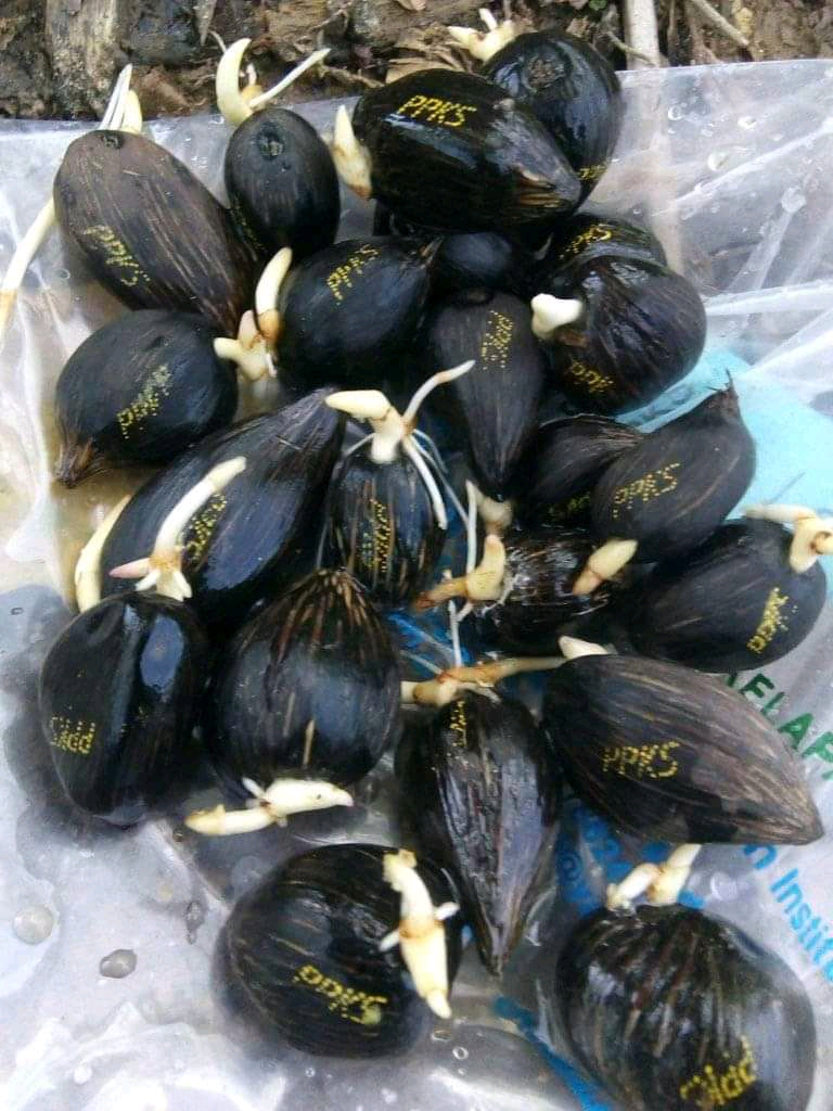 Demi Produktivitas, Penangkar Liar Harus Diberantas