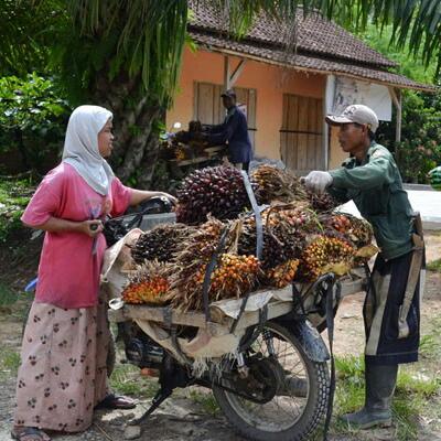 Ini Penjelasan Disbun Mengapa Harga TBS Naik Turun
