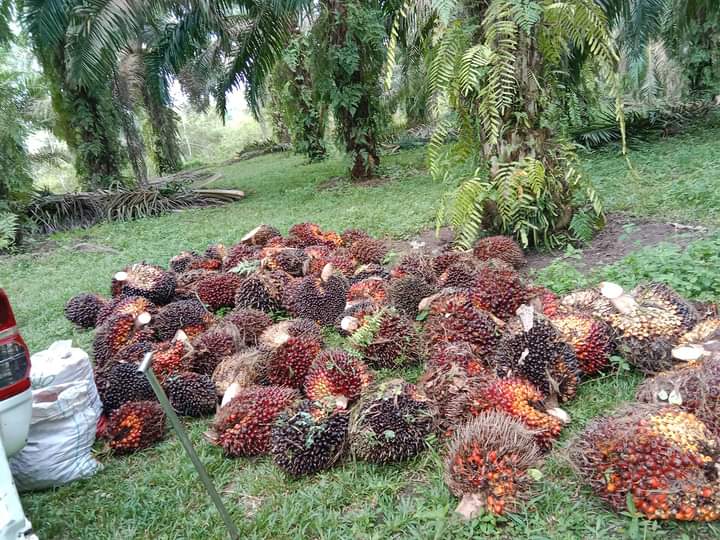 Cape Turun, Harga Resmi TBS di Jambi Akhirnya Naik