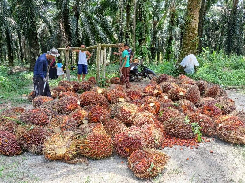 Beda Produktivitas Sawit Rakyat dan Perusahaan Makin Jomplang